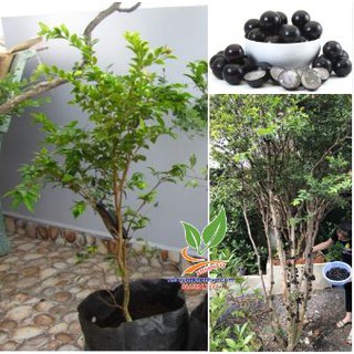 Nho Thân Gỗ 4 năm tuổi