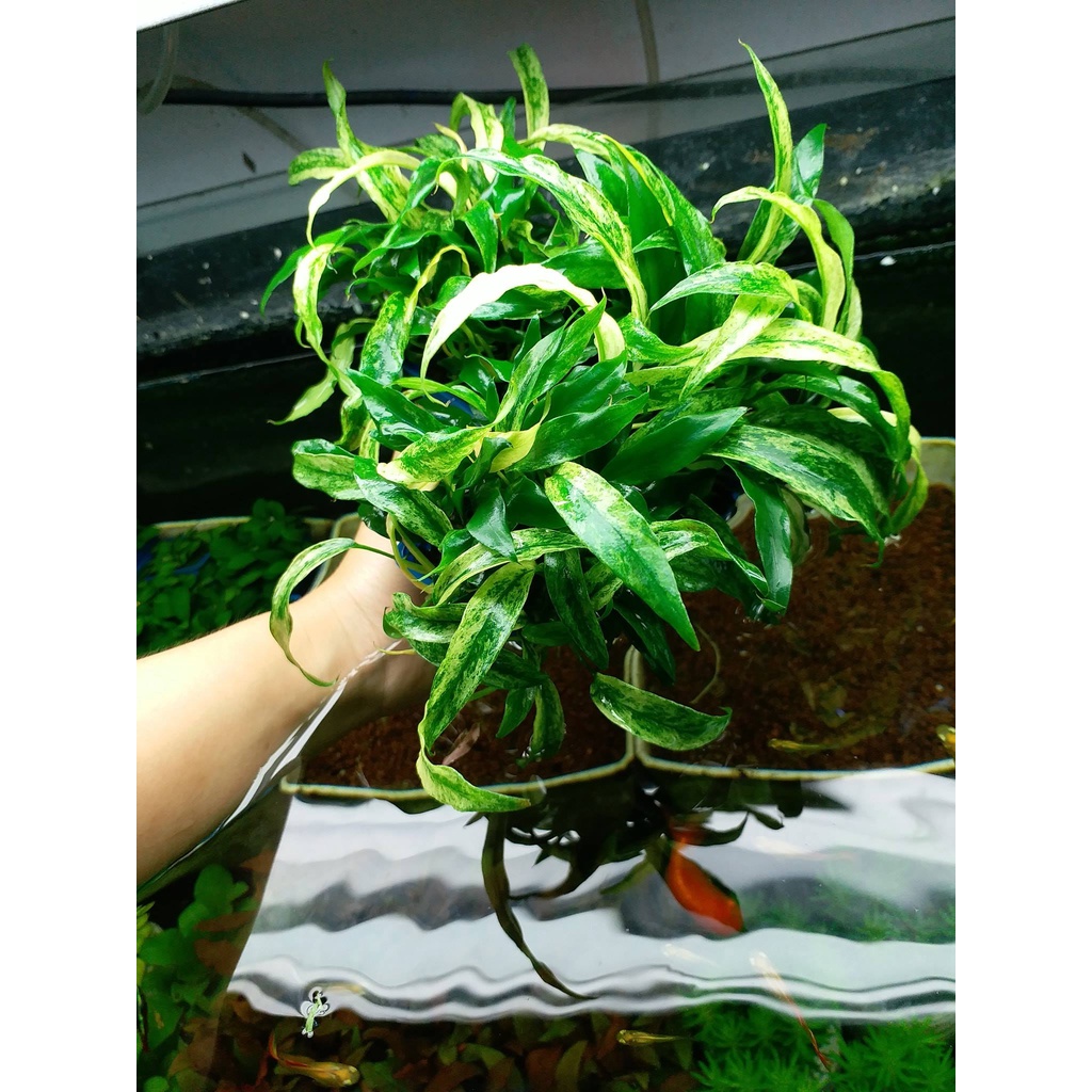 Cây thủy sinh - Ráy Lưỡi Hổ