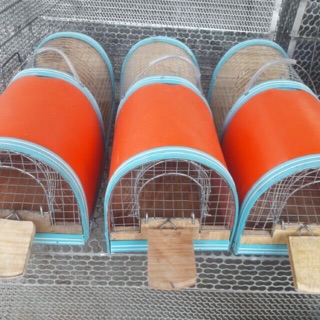 BẪY CHUỘT THÔNG MINH