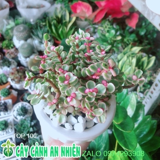 Chậu Cây Đô La Hồng