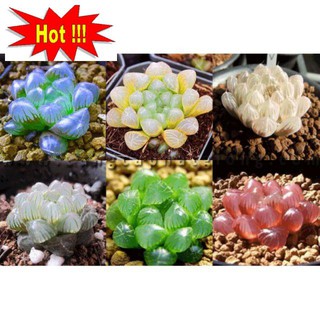 10 hạt giống sen đá kim cương