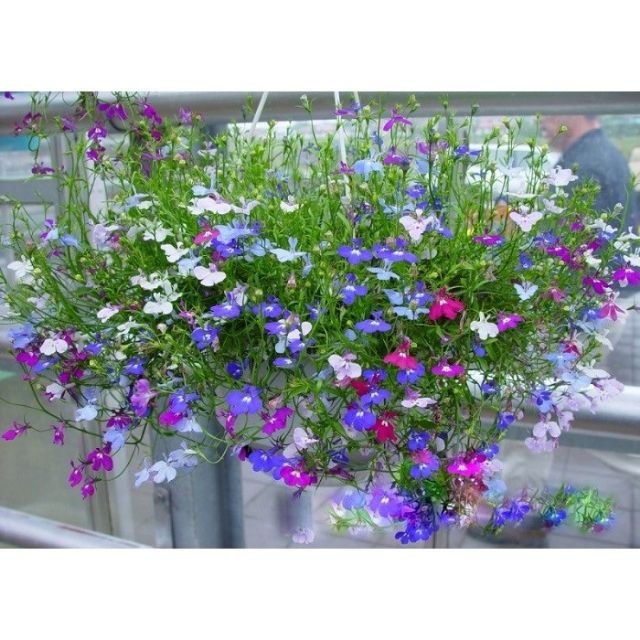 Hạt giống hoa Cúc Lobelia Nhiều màu gói 50 Hạt luckyseed hạt siêu rẻ
