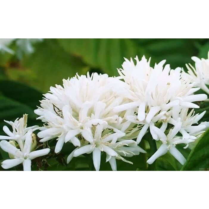 Mật ong nguyên chất 100% daklak