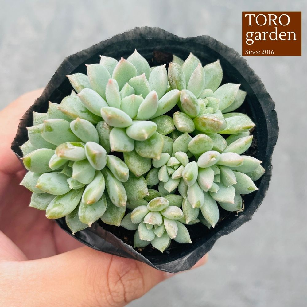 Sen đá dù xanh Đà Lạt size bé cây cảnh trang trí nhà cửa Toro garden
