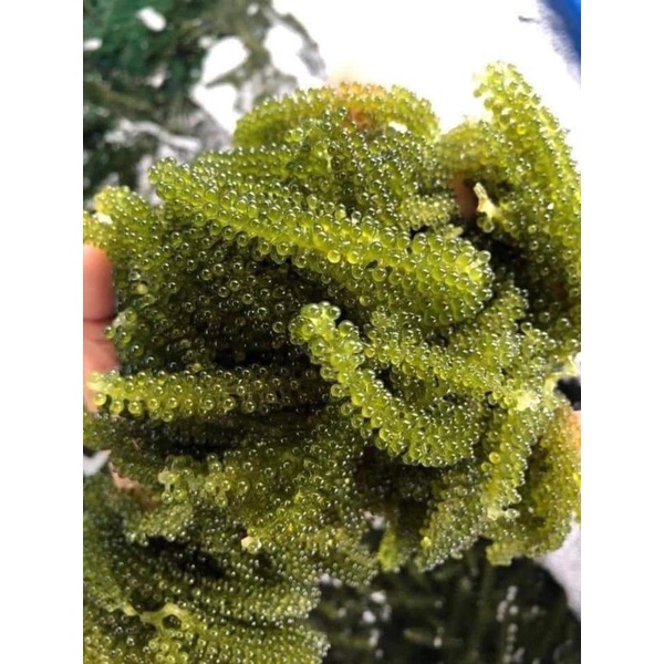 Rong Nho Muối 500g