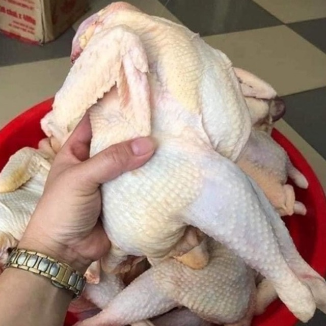 Gà dai nhập khẩu Hàn Quốc 🐣