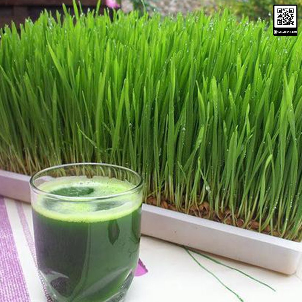 [RẺ VÔ ĐỊCH] Hạt giống mầm lúa mạch - Gói 100g