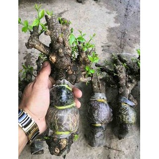 Cây Mai Chiếu Thủy Trung Nu. NHÁNH CHIẾT