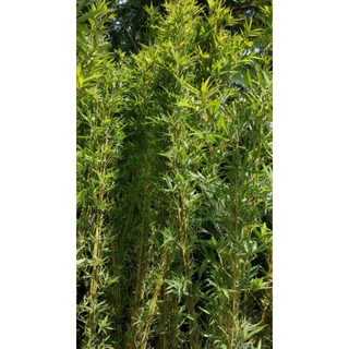 Cây 🌲 Trúc Quân Tử ( 1 chậu 3 cây  cao 1m6)