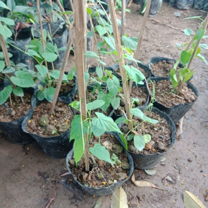 CÂY GIỐNG HOA THIÊN LÝ SIÊU HOA