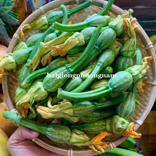 10 H - hạt giống bí nụ