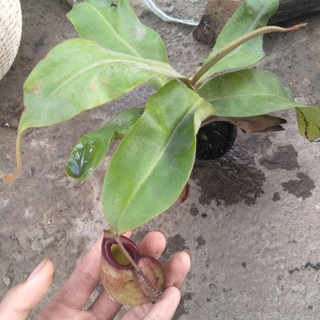 Cây cảnh nắp ấm