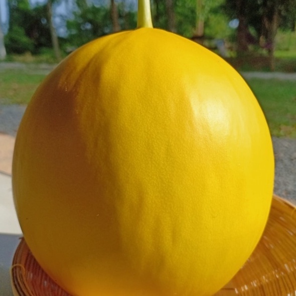 HẠT GIỐNG DƯA KIM HOÀNG HẬU TRÒN F1