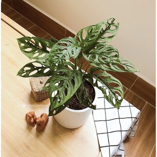 Trầu bà lá mưa - trầu bà lá lỗ cao 30-40cm