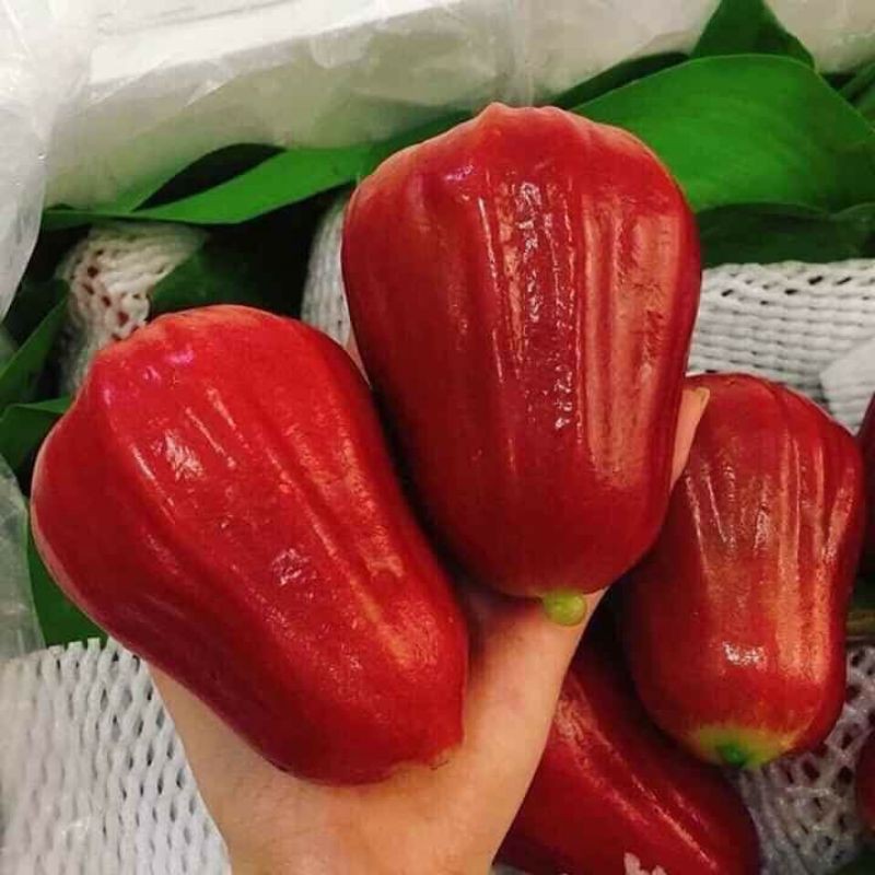 Mận An Phước