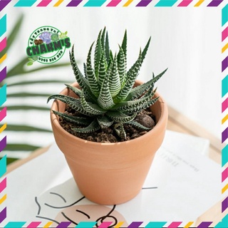 [HÀNG SIÊU XỊN] - Sen Đá MÓNG RỒNG ĐÀ LẠT 🍄 SIÊU XINH-XỊN-MỊN