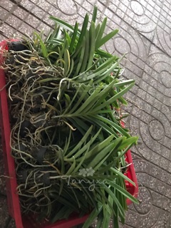 Vanda cây cỡ trung