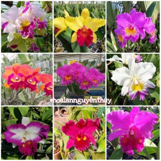 Lan Cattleya cây trưởng thành hàng thuần chọn được màu