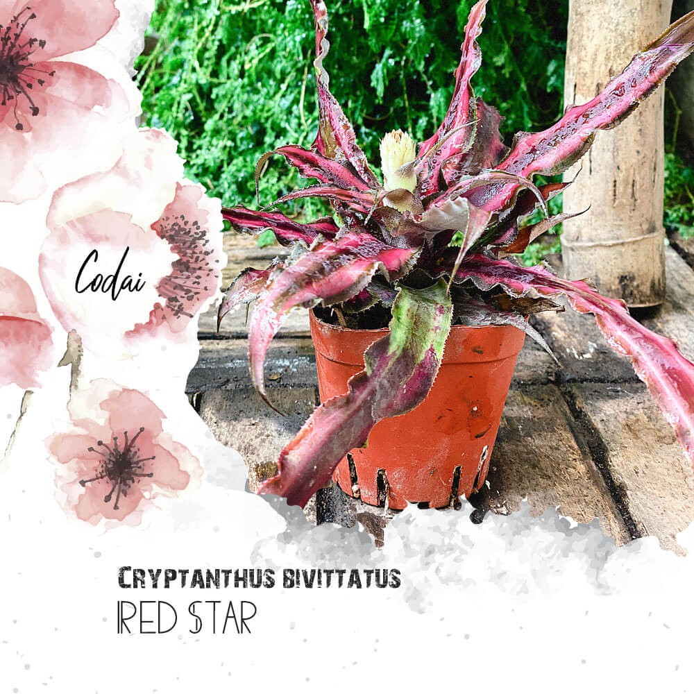 Cây Cryptanthus bivittatus Red Star (Dứa Cảnh Sao Đỏ) chậu nhựa