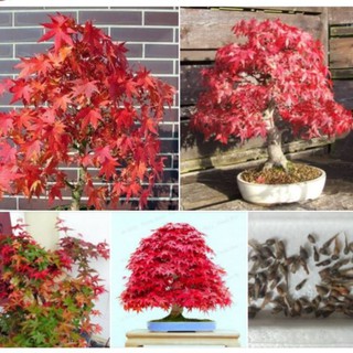Hạt giống cây Phong Lá Đỏ Nhật Bản gói 10 hạt (TẶNG gói kích thích hỗ trợ hạt nảy mầm)