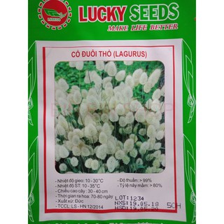Hạt giống cỏ đuôi thỏ - 50 hạt