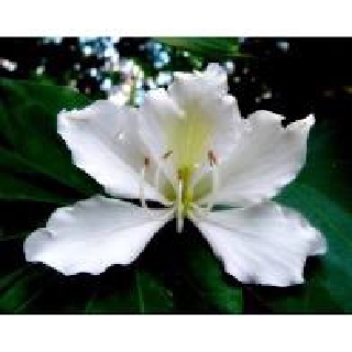 CÂY HOA BAN TRẮNG (HOA MÓNG BÒ)SIÊU ĐẸP -CÂY GIỐNG CAO TRÊN 1M