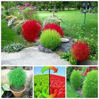 100 Hạt giống hoa Cỏ Đổi màu 