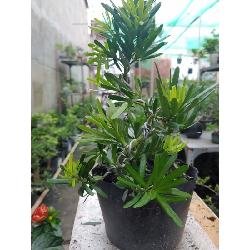 Tùng đài loan bonsai mini