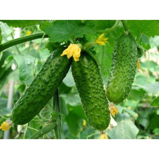 30 hạt giống dưa chuột bao tử