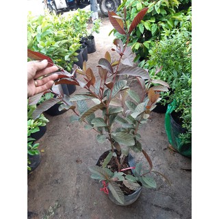 cây ổi tím cao 60-70cm