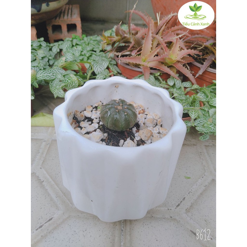 Chậu cây gốm Bát Tràng KCR