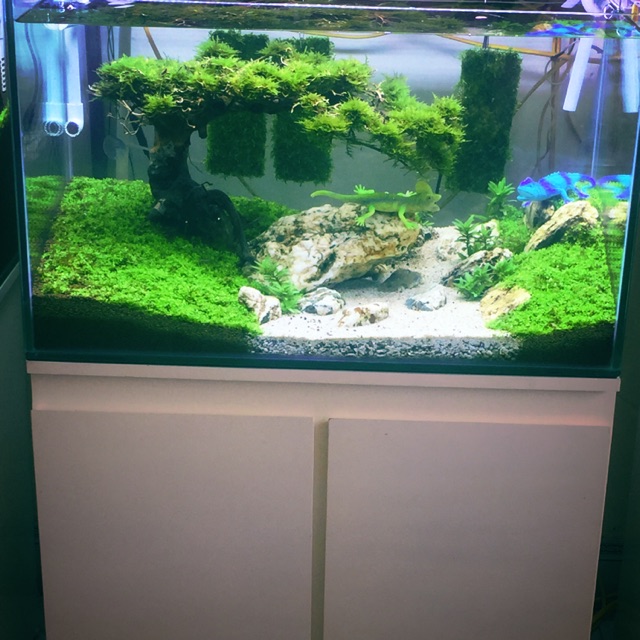 Bể cá Cây bonsai suối nước