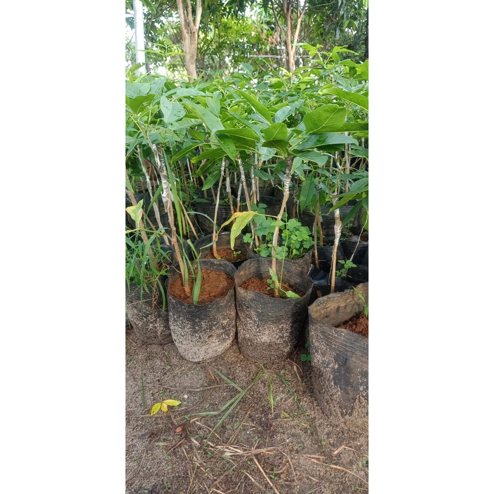 Cây bánh kem giống cao 30 cm cho trái sau 12 tháng.