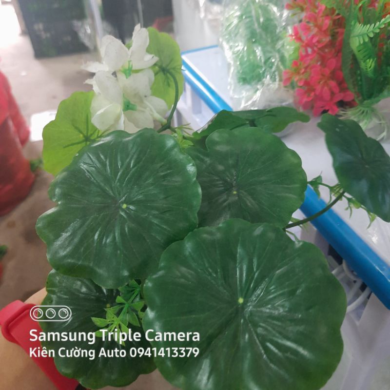Cây cảnh Trang Trí Bể Cá Size Lớn  - Đồ Trang Trí Hồ Cá