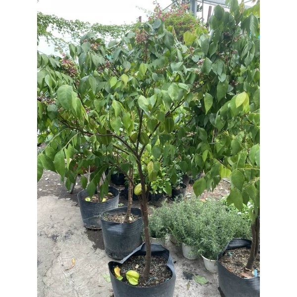 Khế Thái ngọt  cao 1m6 đang trái