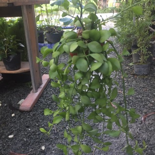 Đô la treo ốc nhỏ