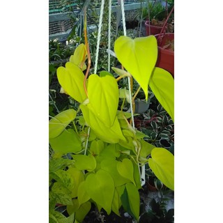 Trầu bà Thái tim vàng