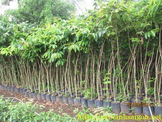 CÂY BẰNG LĂNG TÍM,BẦU CÂY LỚN CAM KẾT CHUẨN GIỐNG F1