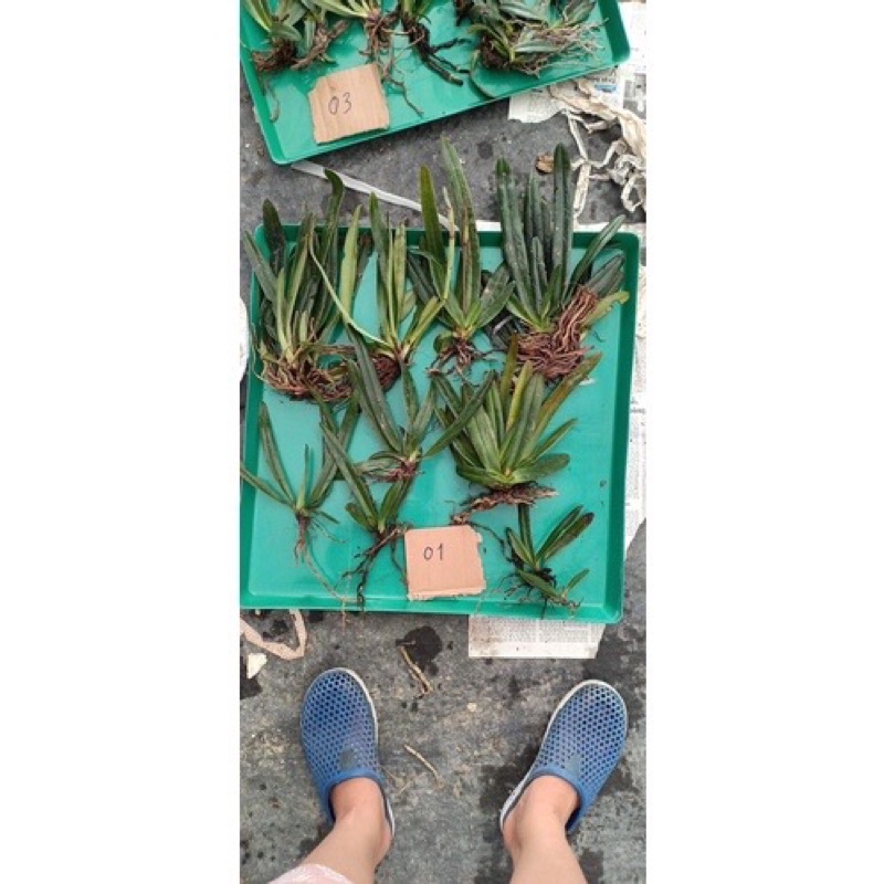 Hoa Lan hài Hêlen sỉ 8k