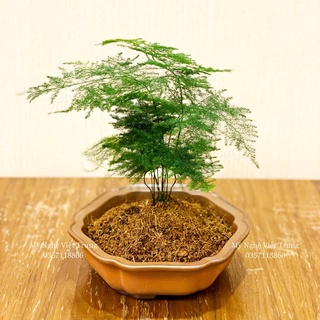 Cây thuỷ tùng, cây bonsai đẹp