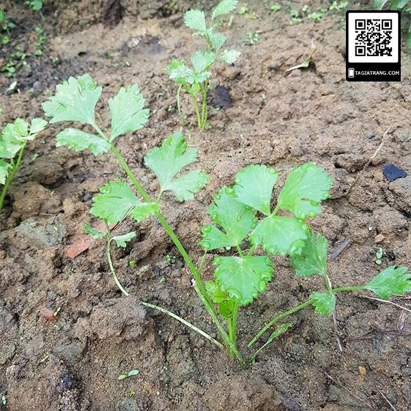 [Bán sỉ] - Hạt giống rau cần tây