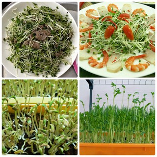Hạt giống rau mầm thảo dược methi, gói 30 gram