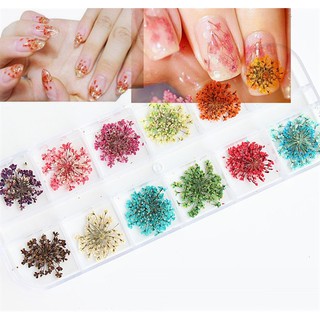 Set hoa khô chùm trang trí nail 12 màu