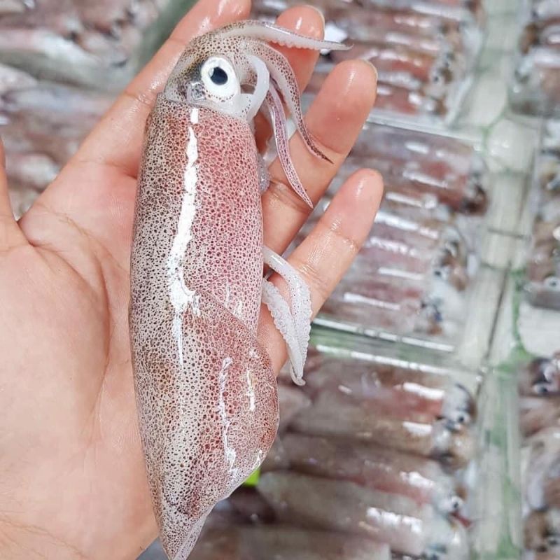 mực chã ❤HÀ NỘI SHIP HOẢ TỐC❤mực chã size vừa dễ chế biến: Mực xào me, Mực ăn lẩu, Mực hấp, đồ ăn vặt ngon