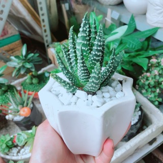 Chậu Xương Rồng Móng Rồng