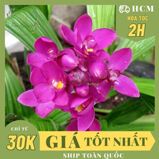 CHẬU CÂY GIỐNG HOA ĐỊA LAN TÍM ,(cao 15cm), Hoa giống, dễ trồng GIÁ RẺ, nở quanh năm, Cây Tươi Nguyên CTN0590