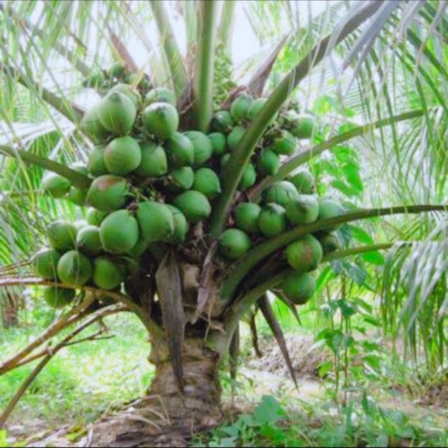 DỪA XIÊM LÙN