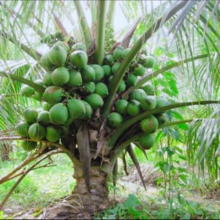 Dừa xiêm lùn