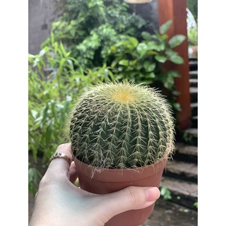 Xương rồng BÓNG VÀNG