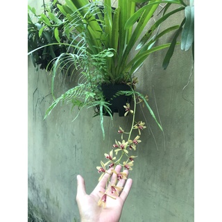 gIò hoa lan kiếm tiên vũ đang hoa